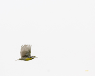 Eastern Meadowlark 0612